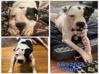 Adopt ODIN a American Staffordshire Terrier