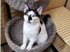 Adopt Ali a Domestic Short Hair