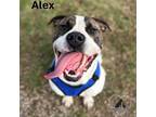 Adopt Alex a Pit Bull Terrier, Boxer