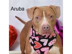 Adopt Aruba a Pit Bull Terrier, Boxer