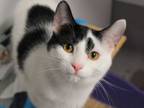 Adopt Winston a Domestic Short Hair