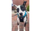 Adopt Dom a Pit Bull Terrier