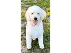 Adopt Pierre AKA Hamilton a Standard Poodle