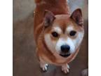 Adopt Teddy a Shiba Inu