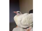 Adopt Fig a Pigeon