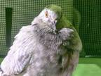 Adopt Esther w/Binx a Pigeon