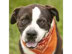 Adopt THOMAS a Boxer