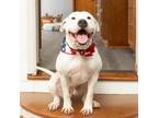 Adopt Sailor a Dogo Argentino, Pit Bull Terrier