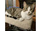 Adopt Frodo a Domestic Short Hair, Tabby