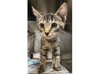 Meenie Domestic Shorthair Young Male