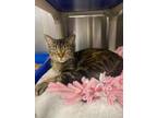 Sunny Domestic Shorthair Adult Female