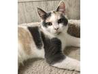 Lainey Wilson Domestic Shorthair Kitten Female