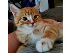 Pumpkin Spice Domestic Shorthair Kitten Male