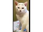 Clyde Cannonball Domestic Shorthair Adult Male