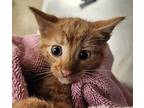 Carrot Domestic Shorthair Kitten Male