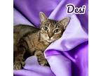 Desi Domestic Shorthair Young Female