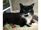 Tommy Domestic Shorthair Young Male