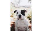 67181A MooMoo American Staffordshire Terrier Adult Female