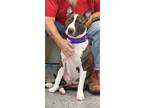 Harry Bull Terrier Young Male