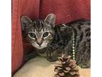 Rococo Domestic Shorthair Kitten Male