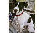 Salty (MI) Rat Terrier Adult Male