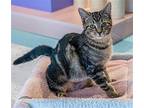 Clarity - KBC Domestic Shorthair Young Female