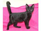 Dirt Devil - 37988 Domestic Shorthair Kitten Male