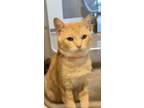 Sunny Delight Domestic Shorthair Senior Male