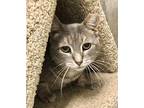 Chancellor Domestic Shorthair Adult Male