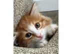Mango (bonded w/ Tango) Domestic Shorthair Kitten Male