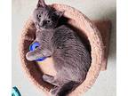 Shadow Domestic Shorthair Kitten Male