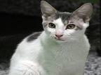 Lurch Domestic Shorthair Kitten Male