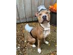 Keen American Staffordshire Terrier Young Male