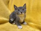 Jezebel Domestic Shorthair Kitten Female