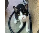 Bingus Domestic Shorthair Young Male