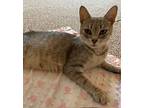 Poppins - In Foster Domestic Shorthair Adult Female