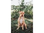 67527a DJ American Staffordshire Terrier Adult Male