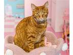 Hobbes - KBC Domestic Shorthair Adult Male