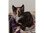 Tuxie Domestic Shorthair Kitten Female