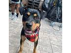 Mushu Rottweiler Young Male