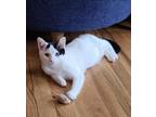 Ink Domestic Shorthair Kitten Male