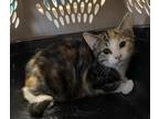 Needle Domestic Shorthair Kitten Female