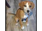 Sassy Fras Beagle Puppy Female