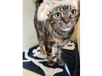 Betty Domestic Shorthair Young Female