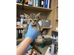 Doc Hudson Domestic Shorthair Kitten Male