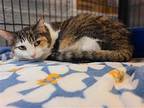 PUMPKIN ROLL Domestic Shorthair Senior Female