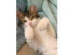 Avocado LG Domestic Shorthair Young Male