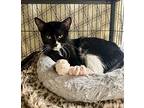 CB Domestic Shorthair Young Female
