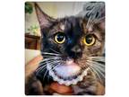 Ashley (Courtesy Post) Domestic Shorthair Young Female