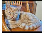 Garcie Domestic Shorthair Kitten Female